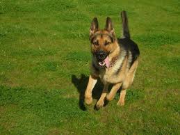 First, make sure your dog is getting enough time to exercise outdoors. Why Is My Dog Scared Of Going Outside German Shepherd Dogs Family Dogs Breeds Dog Biting