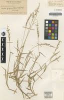 Image result for Urochloa villosa