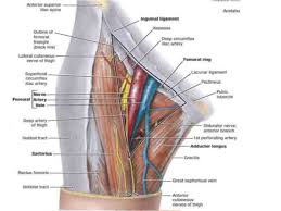 Deep thigh fascia that invest the thigh. 2 Front Of The Thigh Ii