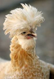 Bird With Fluffy Hair On Head Pin By M De Lourdes B Castro On Birds And Butterflies Pet Chickens Fancy Chickens Chickens Backyard