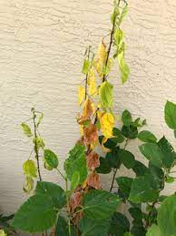 Apr 22, 2021 · hibiscus leaves turn yellow when they're stressed. Fixed My Yellow Leaves Problem