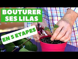 Reussir La Bouture Des Lilas 5 Etapes Facile Detente Jardin Youtube En 2020 Boutures Comment Faire Une Bouture Detente Jardin