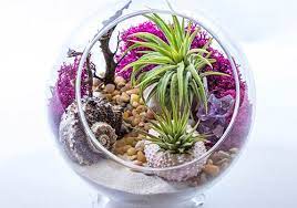 How To Make A Personalized Terrarium Air Plant Terrarium Terrariums Kits Terrarium Diy
