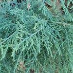 Image result for Suaeda monoica