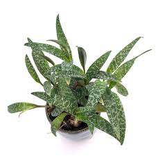Image result for Ledebouria luteola