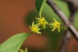 Image result for Berchemia zeyheri