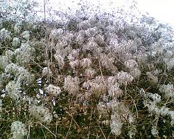 Clematis seeds how to grow. Clematis Wikiwand