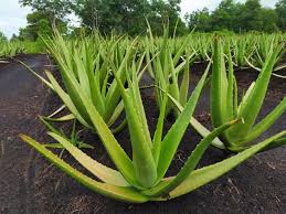 Sumatera utara merupakan provinsi terbesar keempat di indonesia dan memiliki wilayah yang cukup luas. Lidah Buaya Aloe Vera Si Tumbuhan Penuh Khasiat