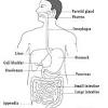 Chapter 14 the digestive system and body metabolism answers. 1