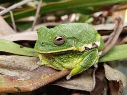 Image result for Hippocratea graciliflora