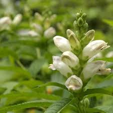 Image result for Blotiella glabra