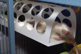 Diy Rat Condos From Ikea Furniture Tipi Pour Chat Diy Pour Chien Cage Rat