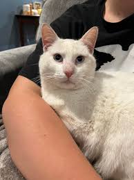 Is this cat someone's missing pet