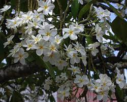 Plumeria Obtusa Kemboja Putih White Frangipani Landscaping Plants Plants Plumeria