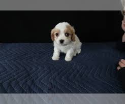 Www.cavachonsbydesign.com cavachon puppies for sale, cavachon, cavachons, cavachon dog, cavachon pups, cavachon pup, cavachons dogs absolutely gorgeous cavachon puppies for sale. Puppyfinder Com Cavachon Puppies Puppies For Sale And Cavachon Dogs For Adoption Near Me In Grand Rapids Michigan Usa Page 1 Displays 10