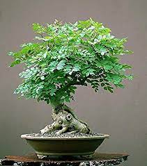 Amazon Com Tree Of Life Bonsai Seeds 20 Seeds Grow A Moringa Tree Bonsai Highly Nutritious Leaves And Seeds Edible And Tasty Ships From Iowa Usa Patio Lawn Garden