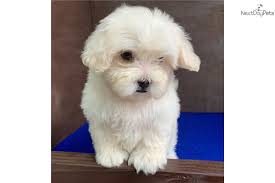 Sweet little maltipoo puppy laying outdoors on rocks with ivy around them, with copy space. Malti Poo Maltipoo Puppy For Sale Near San Antonio Texas 84244290 Ce91