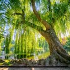 Hours may change under current circumstances Willow Tree Class On Twitter Wishing Willow Tree Class An Amazing Summer I Have Thoroughly Enjoyed Teaching You This Year Movingonup Summer