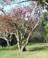 Image result for Schotia brachypetala