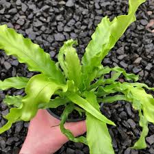 Image result for Asplenium