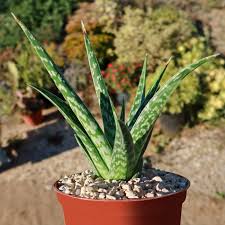 Image result for Aloe wollastonii