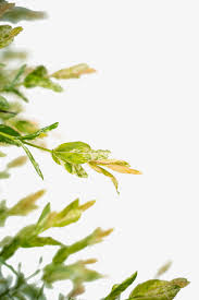 Detail of new growth and dappled leaves. Tri Color Dappled Willow For Sale Online The Tree Center
