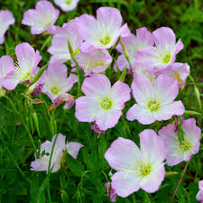 Image result for Ipomoea oenotherae