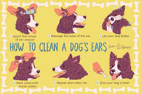 Ear cleanliness is an important part of your dog's grooming routine, provided it has one and shouldn't be ignored, of course. How To Clean Your Dog S Ears