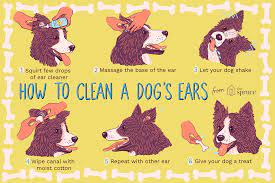 How to really clean a dog? How To Clean Your Dog S Ears