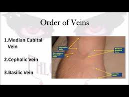Phlebotomy The Order Of Veins
