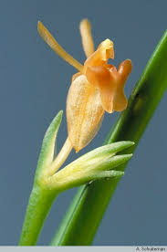 Image result for Liparis harketii