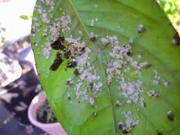 How can i get rid of the sticky black residue covering every plant in my back yard? How To Get Rid Of Black Mould On A Lemon Tree The Garden Of Eaden