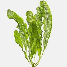 Image result for Aponogeton vallisnerioides