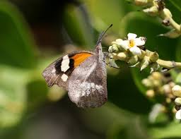 Image result for Cordia torrei