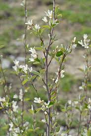 Image result for Amelanchier ovalis