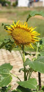 Namun, ketika bunga sedang memproduksi benih sehingga berdampak. Sunflower Funtivitymacrophotography Samsung Members