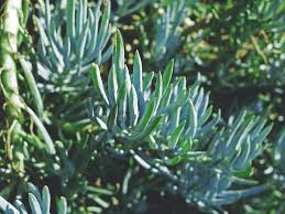 Native to south africa, this succulent genus related. 44 Types Of Succulents With Pictures Succulent Plants Flower Glossary