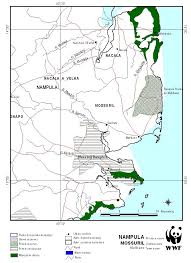 Image result for Micklethwaitia carvalhoi