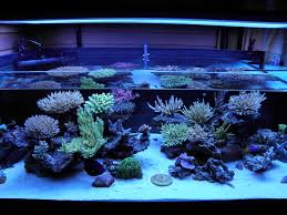 I'm thinking about maybe some hammer coral, a torch, and maybe some clove polyps. Zeovit Dream Tank Of The Quarter Has Unique Aquascaping Aquanerd