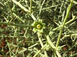 Image result for Acanthosicyos