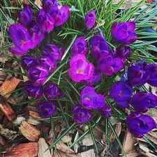 Premieres Fleurs Ca Sent Le Printemps Printemps Crocus Fleurs Fleur Fleuri Jardinfleuri Jardinenfleurs Cestle Instagram Posts Instagram Plants