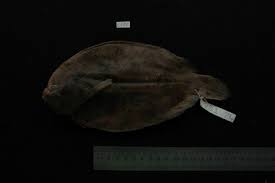 Image result for Blechnum attenuatum