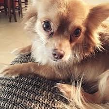 Maybe you would like to learn more about one of these? Gilbert Az Chihuahua Meet Lacee A Dog For Adoption Dog Adoption Chihuahua Chihuahuas For Adoption