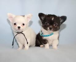 Oberstes ziel jedes züchters sollte es sein, gesunde, kräftige, charakterfeste welpen zu züchten. Extra Mini Chihuahua Welpen Ruden Mannlich Langhaar Superlieb Welpen Chihuahua Welpen Chihuahua
