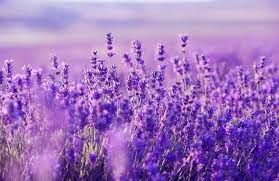 Bunga ini masuk ke dalam genus lavandula, dalam bahasa inggris juga menggunakan nama tersebut. 51 Nama Nama Bunga Beserta Gambar Dan Penjelasannya Terlengkap