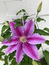 Check spelling or type a new query. Clematis Kilian Donahue Clematis From Colesville Nursery