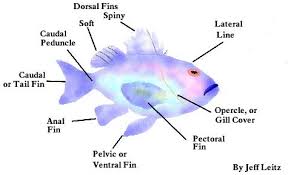 kelp forest exhibit modeling project: models