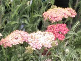 Maybe you would like to learn more about one of these? Water Wise Plants South Bay Green Gardens