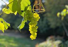 WHIDBEY | FALL — Jennifer Isaacson