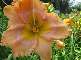 Image result for Dasylepis eggelingii